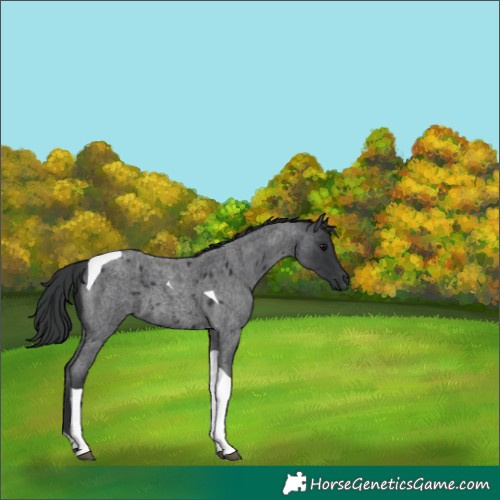 Horse Color:Blue Roan Tobiano 