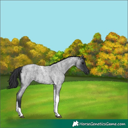 Horse Color:Blue Roan Tobiano