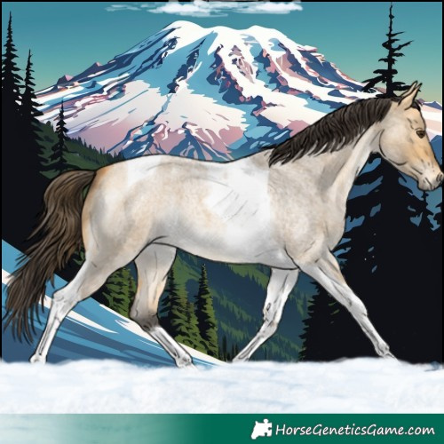 Horse Color:Buckskin Roan Dun Tobiano