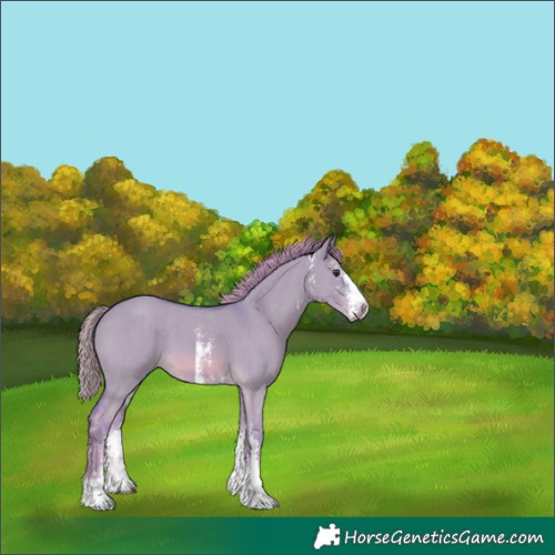 Horse Color:Watercolor Red Dun Sabino 