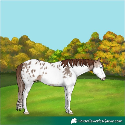 Horse Color:Brown Dun Sabino Splash Blanket Rabicano 