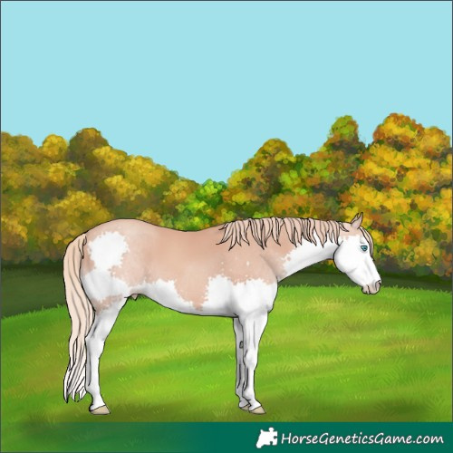 Horse Color:Gold Champagne Splash