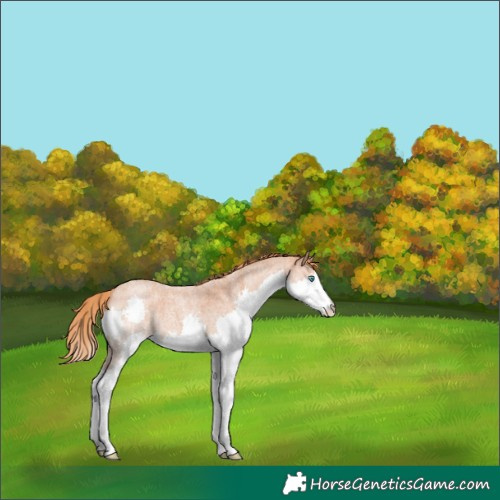 Horse Color:Red Roan Splash 