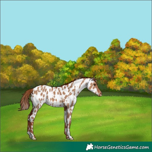 Horse Color:White Spotted Red Dun Near Leopard