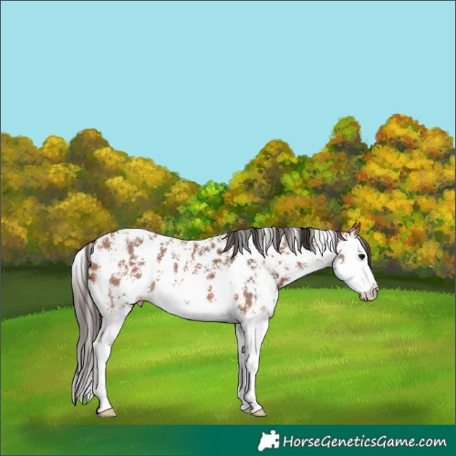 Horse Color:Bay Sabino Splash Leopard 