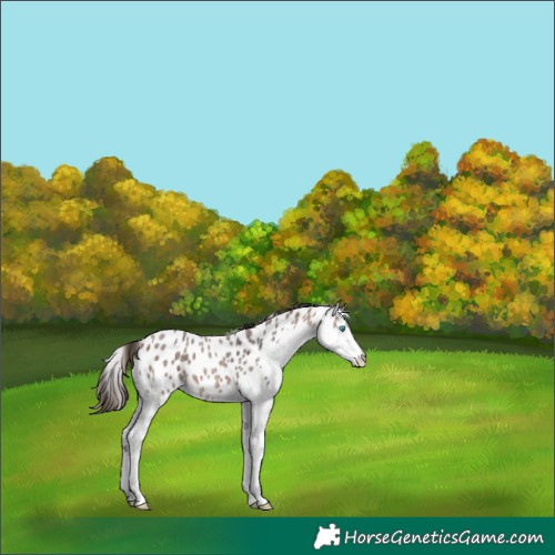 Horse Color:Bay Roan Splash Leopard Rabicano 
