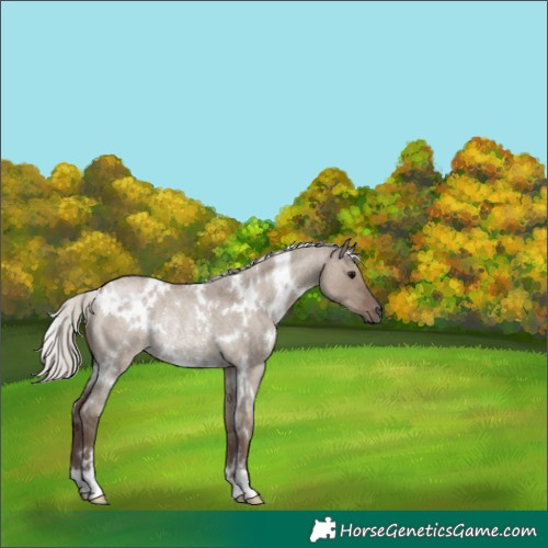 Horse Color:White Spotted Silver Grullo Roan Rabicano