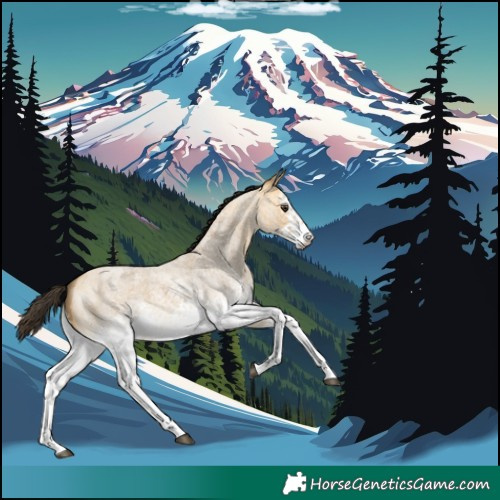 Horse Color:White Spotted Buckskin Roan Dun