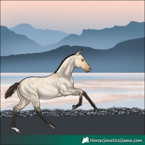 Horse Color:Buckskin Roan Dun