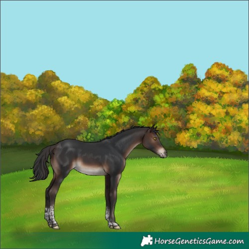 Horse Color:Brown Tobiano