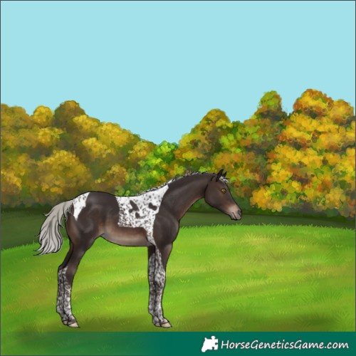 Horse Color:Silver Brown Tobiano
