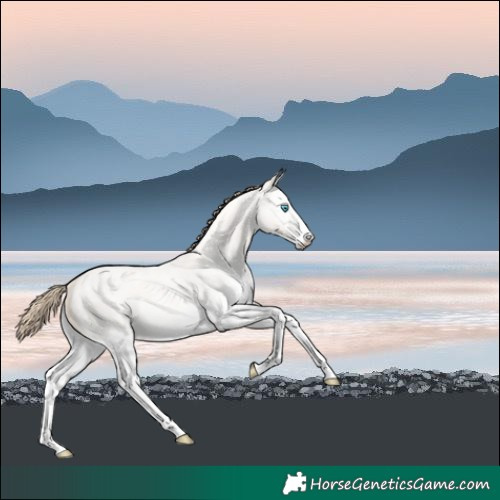 Horse Color:White Spotted Perlino Roan Dun 