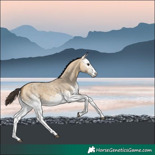 Horse Color:White Spotted Buckskin Roan Dun 