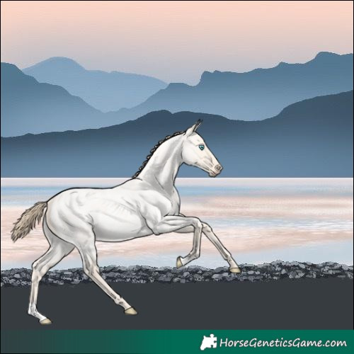 Horse Color:Perlino Roan Dun 