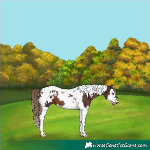 Horse Color:Liver Chestnut Splash Tobiano Frame Blanket Rabicano 