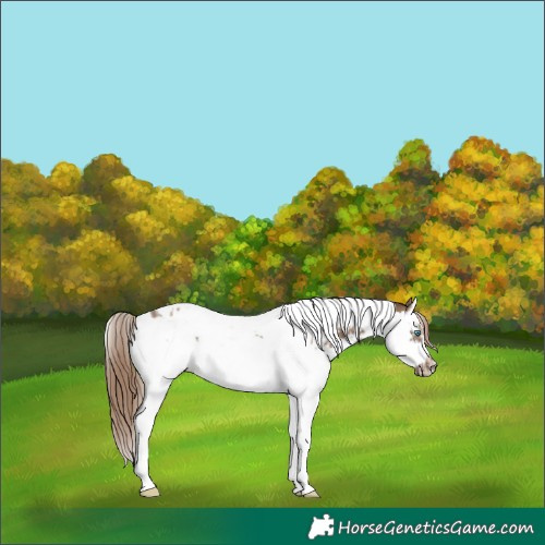 Horse Color:Liver Red Dun Splash Tobiano Frame Near Leopard