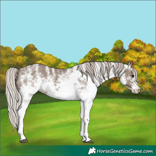 Horse Color:White Spotted Silver Grullo Rabicano