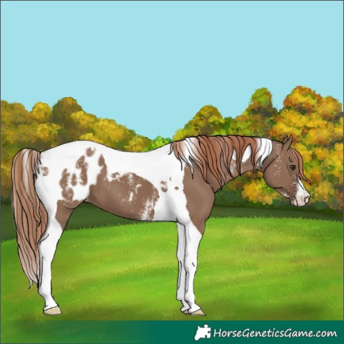 Horse Color:Powder White Liver Red Dun Tobiano Blanket 