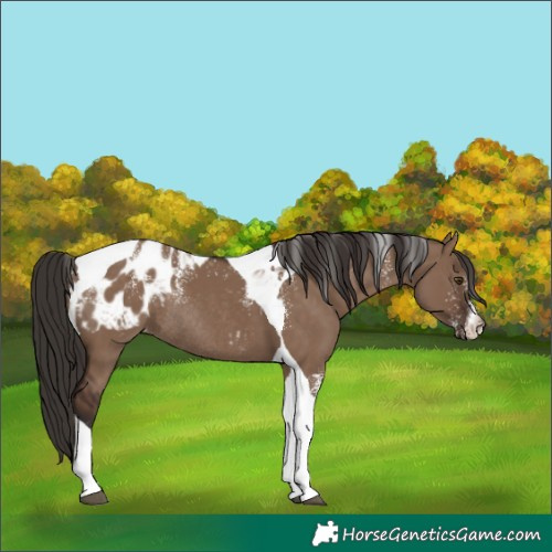 Horse Color:Powder White Liver Red Dun Tobiano Blanket Rabicano 