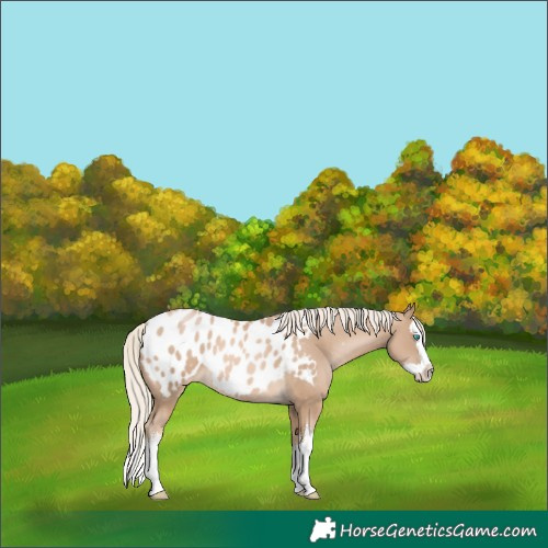 Horse Color:White Spotted Chocolate Palomino Pearl Splash Blanket 