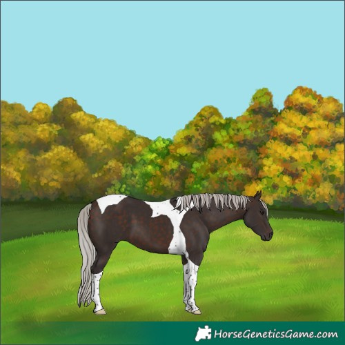 Horse Color:Silver Brown Tobiano 