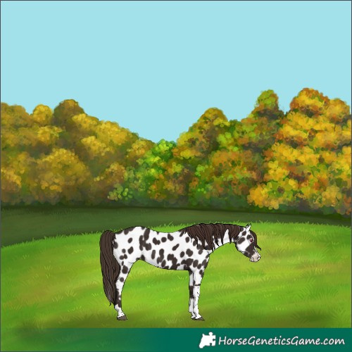 Horse Color:Liver Chestnut Splash Tobiano Near Leopard Rabicano 