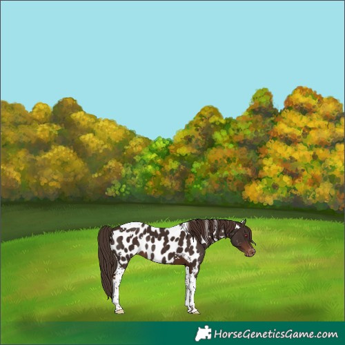 Horse Color:Liver Chestnut Tobiano Near Leopard Rabicano 