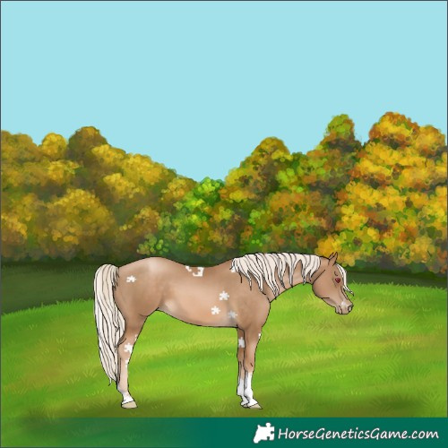 Horse Color:Chocolate Palomino Pearl Tobiano Rabicano 