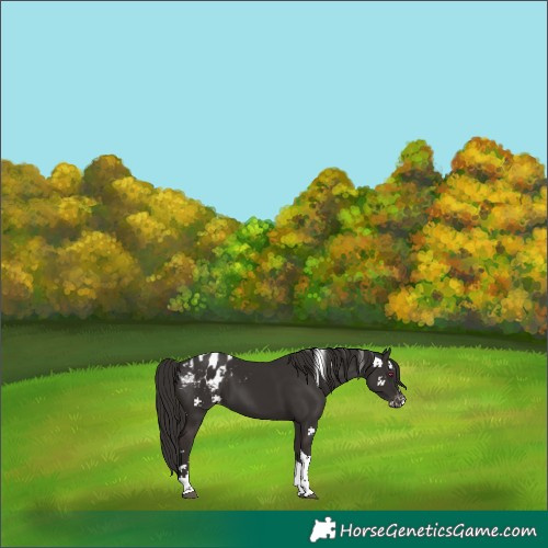 Horse Color:Liver Chestnut Splash Tobiano Blanket Rabicano 