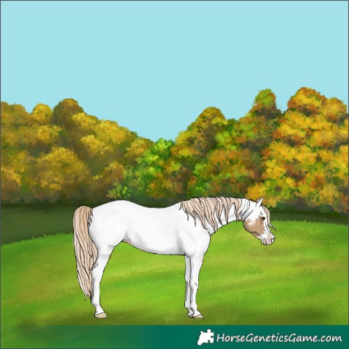 Horse Color:Chocolate Palomino Dun Splash Tobiano Near Fewspot Rabicano