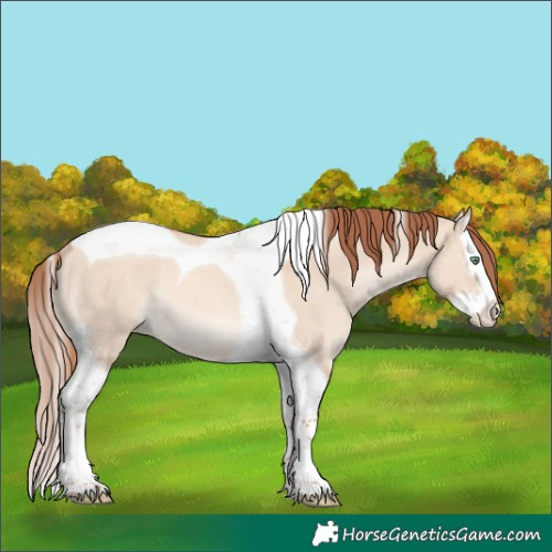 Horse Color:Gold Champagne Dun Splash Tobiano Varnish Rabicano