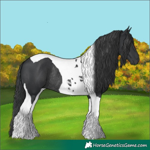 Horse Color:Black Tobiano Rabicano 