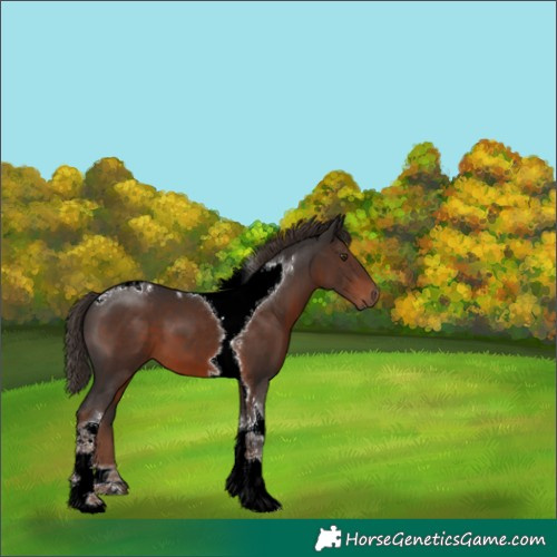 Horse Color:Liver Chestnut Tobiano