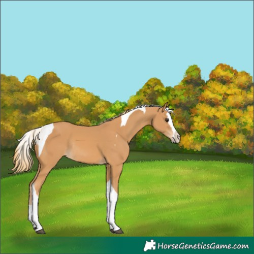 Horse Color:Chestnut Splash Tobiano Rabicano 
