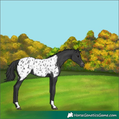 Horse Color:Black Blanket