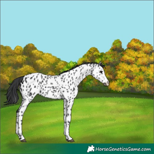 Horse Color:Black Near Leopard