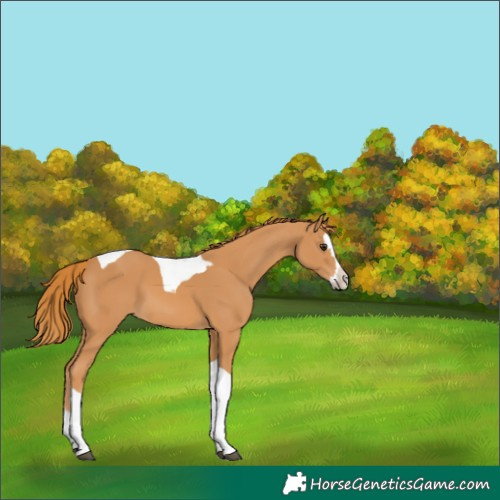 Horse Color:Chestnut Splash Tobiano