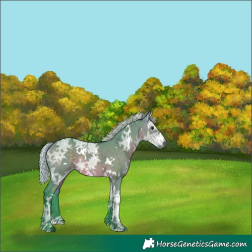 Horse Color:Watercolor White Spotted Silver Brown Ice Dun Rabicano