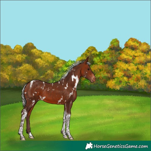 Horse Color:White Spotted Silver Bay Tobiano Varnish