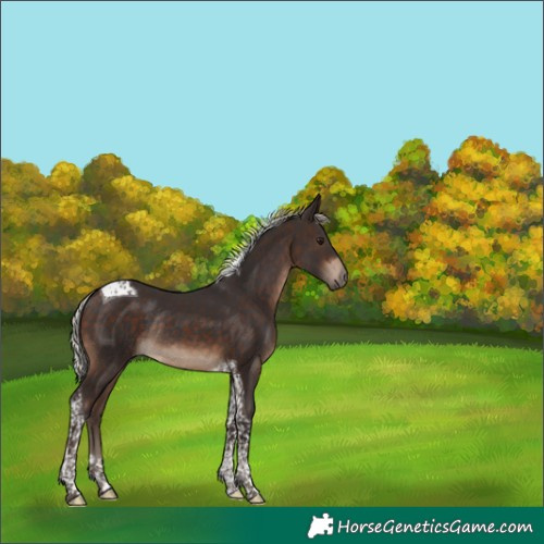 Horse Color:Silver Brown Tobiano Rabicano