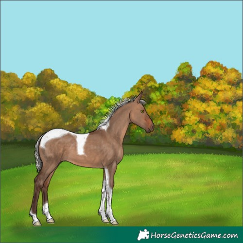 Horse Color:Silver Brown Dun Tobiano 