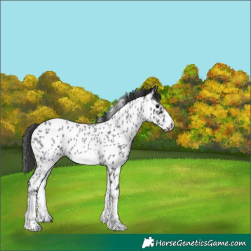 Horse Color:White Spotted Blue Roan Splash Frame Near Leopard