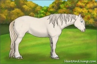 Horse Color:Perlino 