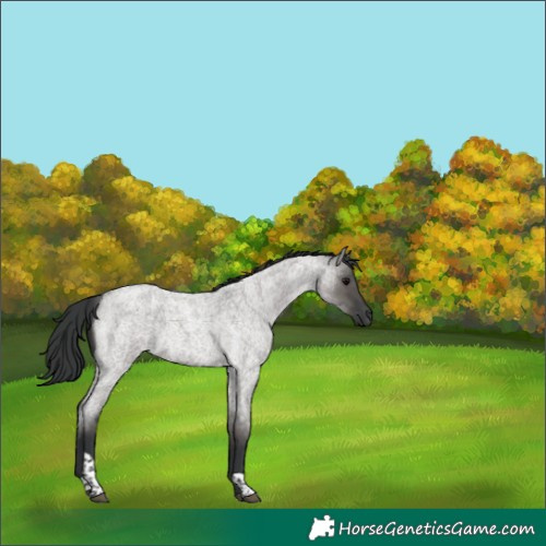 Horse Color:Grullo Roan Tobiano 