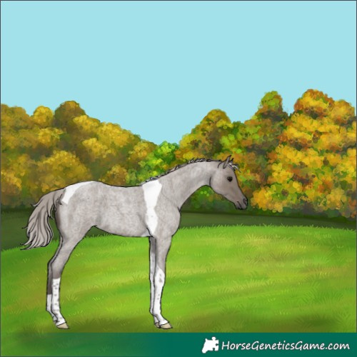 Horse Color:Silver Grullo Roan Tobiano 