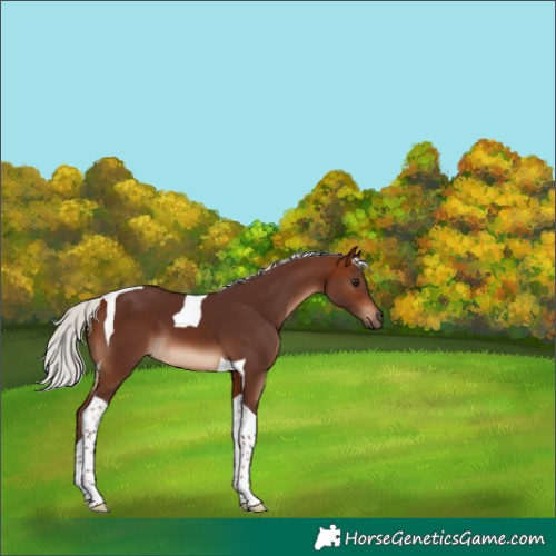 Horse Color:Silver Brown Tobiano 