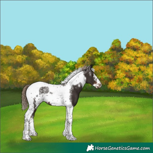 Horse Color:Powder White Liver Chestnut Tobiano Frame Rabicano 