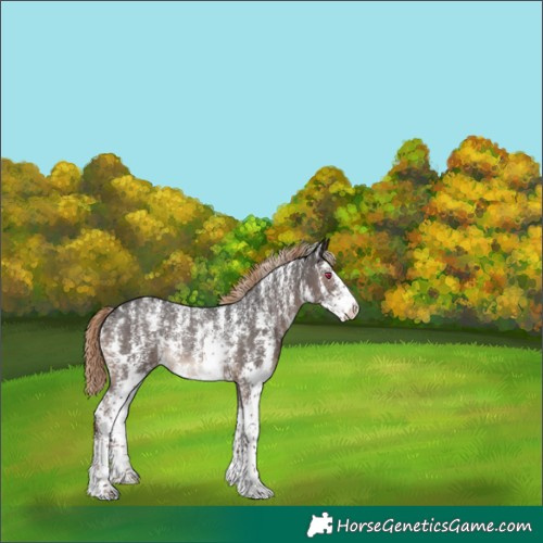 Horse Color:Powder White Liver Chestnut Sabino Rabicano 