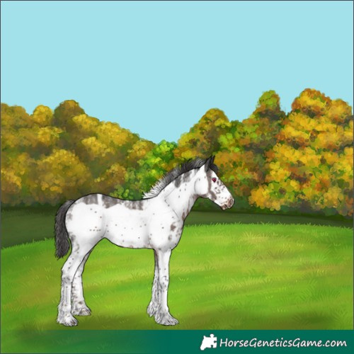 Horse Color:Powder White Liver Chestnut Sabino Frame 