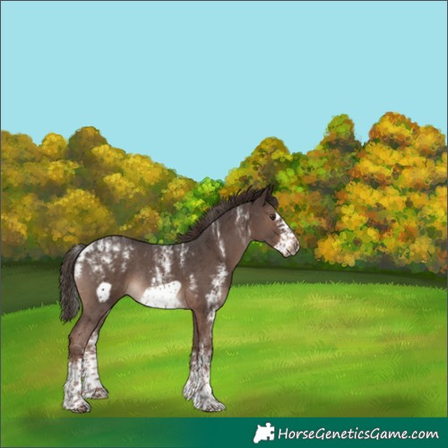 Horse Color:Powder White Liver Chestnut Sabino Frame Rabicano 